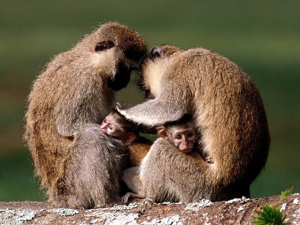 Vervet Monkeys, Uganda, Africa